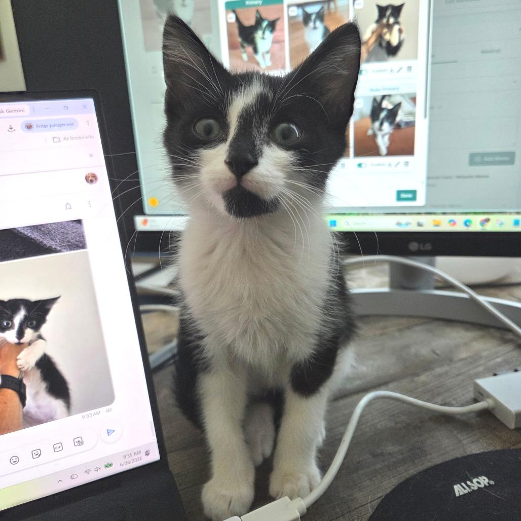 Enlarge Smudge, a Adoptable Domestic Short Hair in Atlanta, GA image 6/6