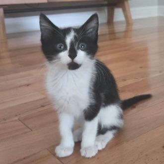 Enlarge Smudge, a Adoptable Domestic Short Hair in Atlanta, GA image 1/6