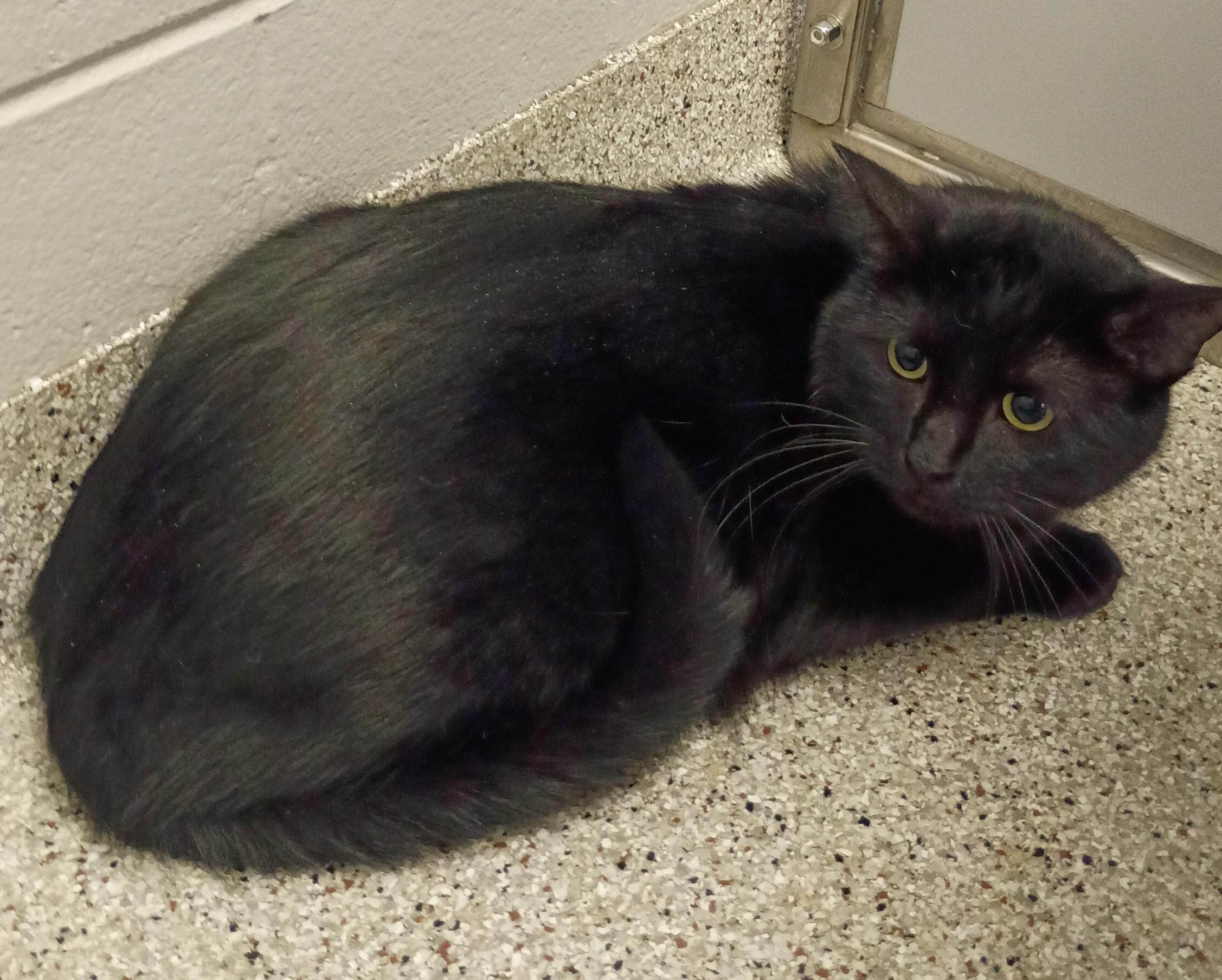 Midget, an adoptable Domestic Short Hair in Kearney, NE, 68845 | Photo Image 1