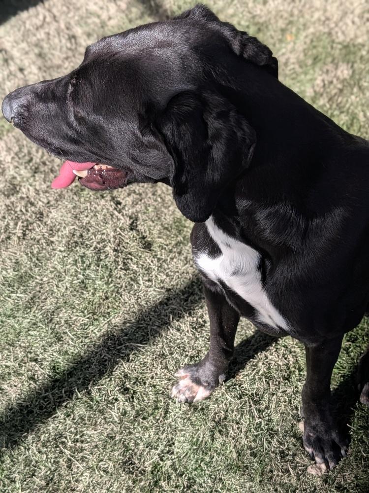 Fletcher, Adoptable, Young Male Labrador Retriever & Hound.