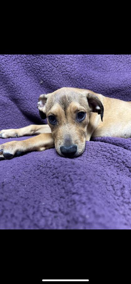 Josephina, Adoptable, Puppy Female Labrador Retriever & Mixed Breed.