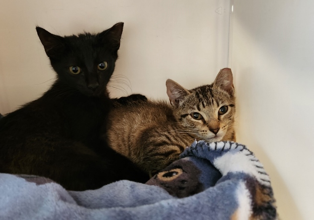 Yardley (available female tabby) & Scrappy (adopted male black), a Adoptable Domestic Short Hair in Hampstead, NC image 5/6