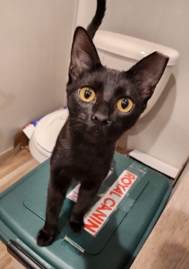 Yardley (available female tabby) & Scrappy (adopted male black), a Adoptable Domestic Short Hair in Hampstead, NC image 4/6