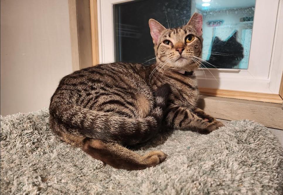 Yardley (available female tabby) & Scrappy (adopted male black), an adoptable Domestic Short Hair in Hampstead, NC, 28443 | Photo Image 1