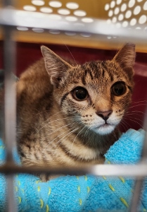 Yardley (available female tabby) & Scrappy (adopted male black), a Adoptable Domestic Short Hair in Hampstead, NC image 6/6