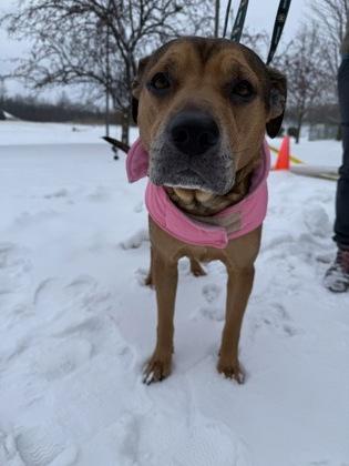 Phillie, a Adoptable mixed breed in Shawano, WI image 1/3