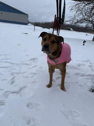 Phillie, a Adoptable mixed breed in Shawano, WI image 2/3