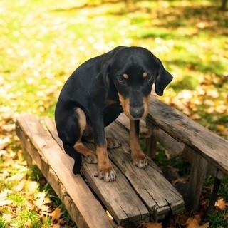 Enlarge Belle, a ADOPTABLE mixed breed in Lebanon, TN image 2/3