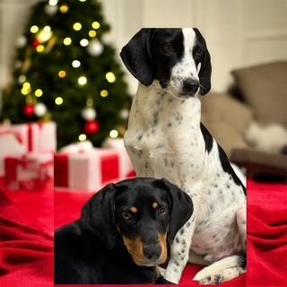 Enlarge Belle, a ADOPTABLE mixed breed in Lebanon, TN image 1/3