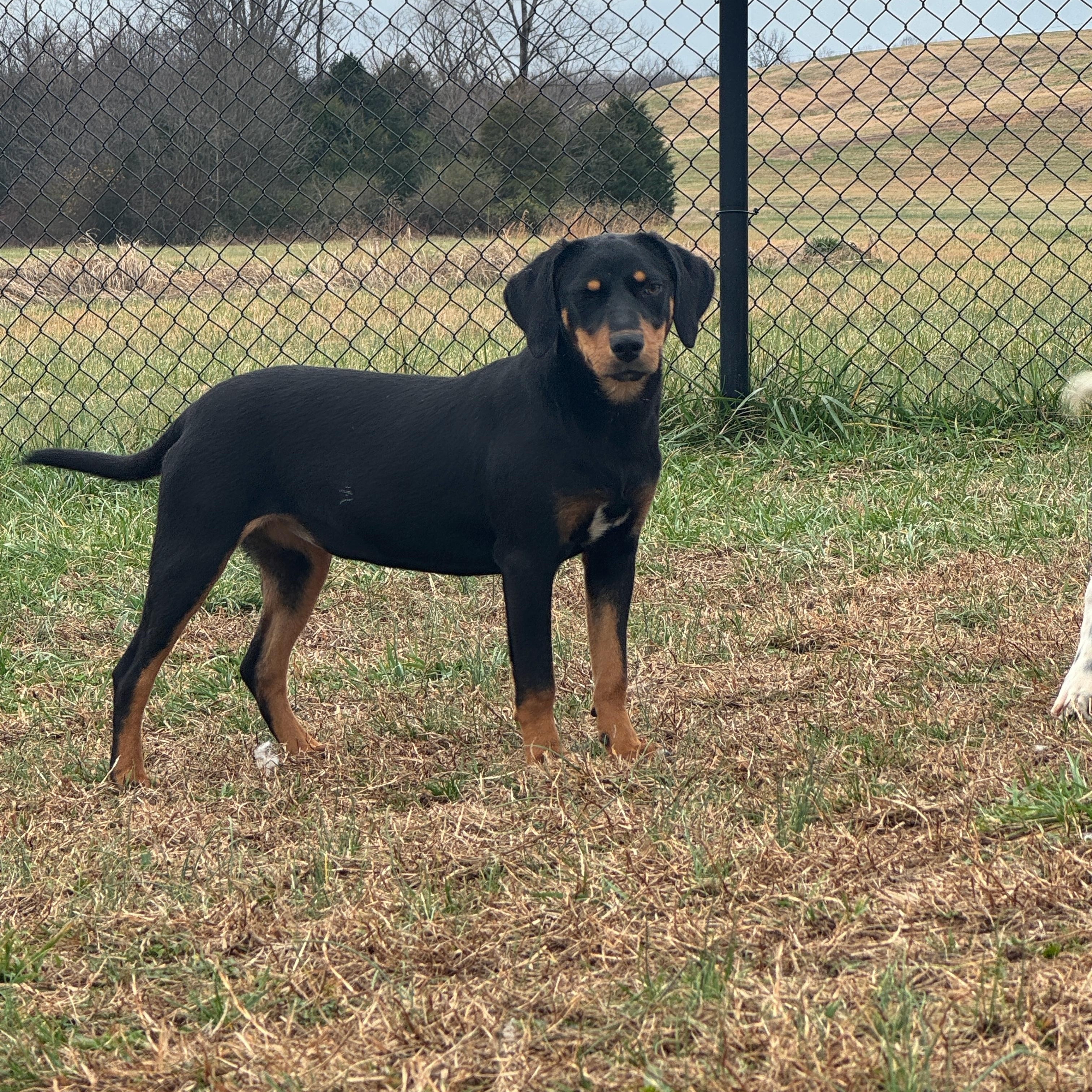 Belle, ADOPTABLE, Puppy Female Hound.