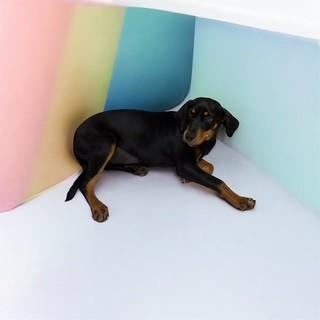 Enlarge Belle, a ADOPTABLE mixed breed in Lebanon, TN image 3/3