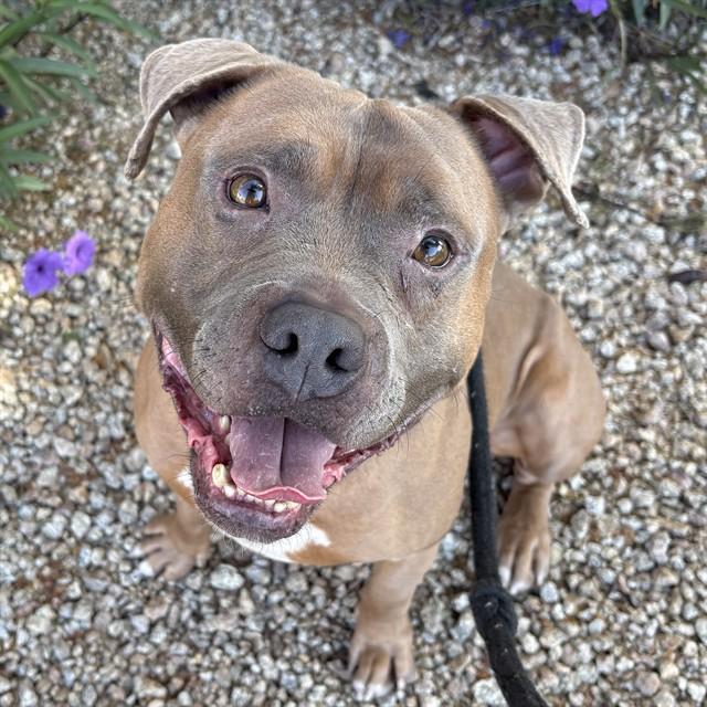 SCRAPPY, Adoptable, Adult Male American Staffordshire Terrier.