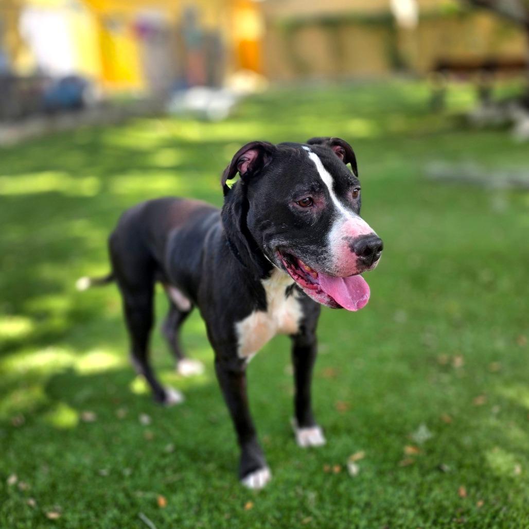 Dexter Luther, Adoptable, Senior Male Mixed Breed.