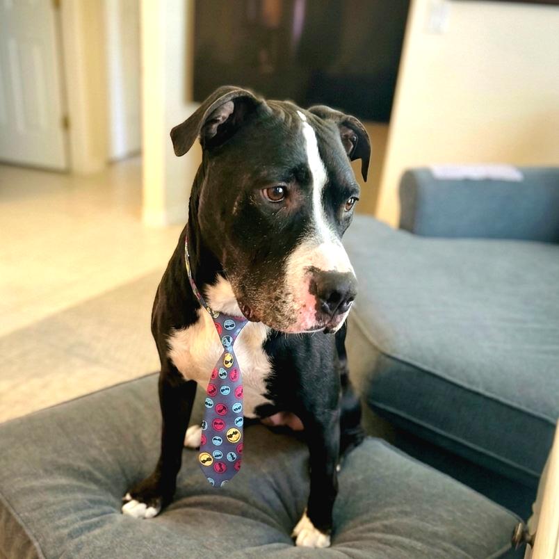 Enlarge Dexter Luther, a Adoptable Mixed Breed in Port Charlotte, FL image 2/6