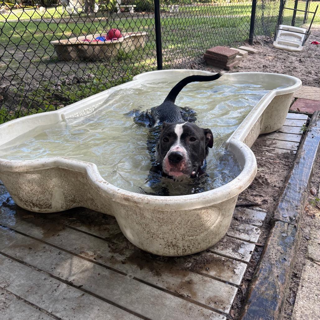 Enlarge Dexter Luther, a Adoptable Mixed Breed in Port Charlotte, FL image 3/6