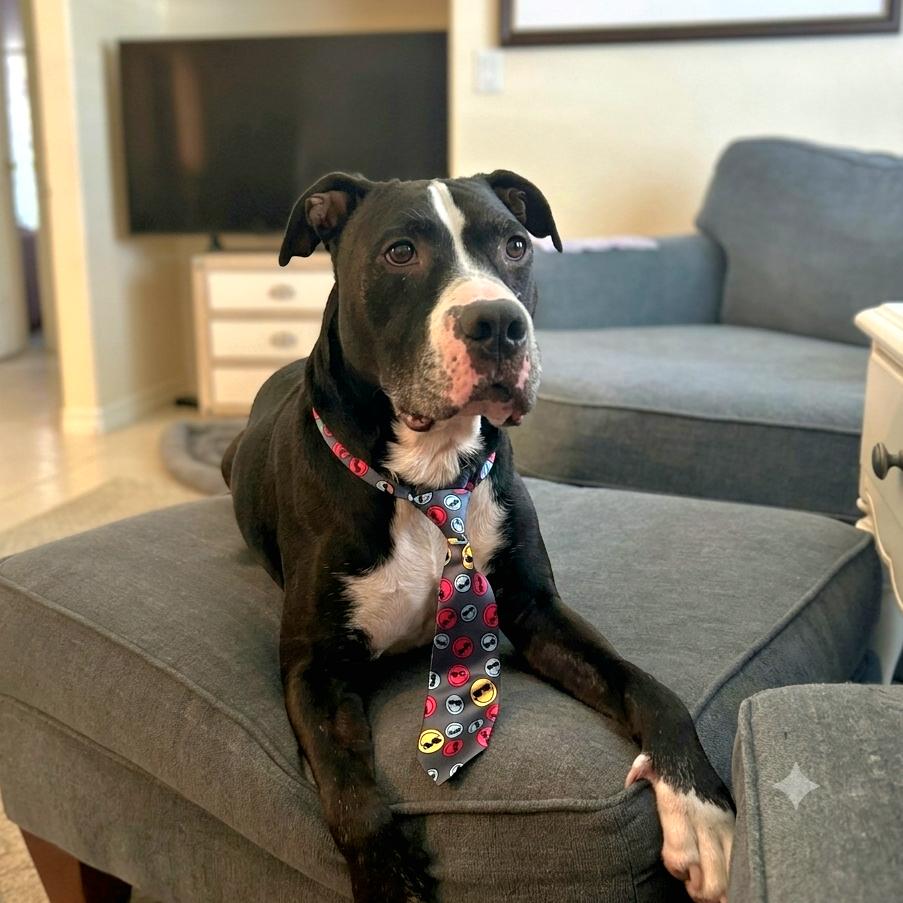 Enlarge Dexter Luther, a Adoptable Mixed Breed in Port Charlotte, FL image 4/6