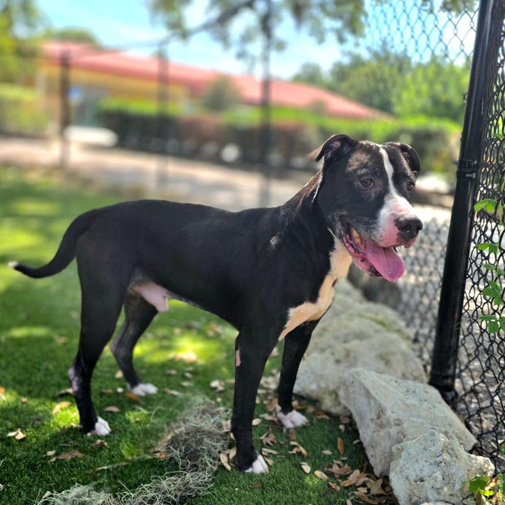Enlarge Dexter Luther, a Adoptable Mixed Breed in Port Charlotte, FL image 5/6