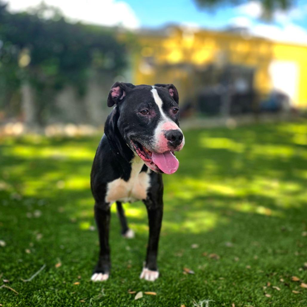Enlarge Dexter Luther, a Adoptable Mixed Breed in Port Charlotte, FL image 6/6