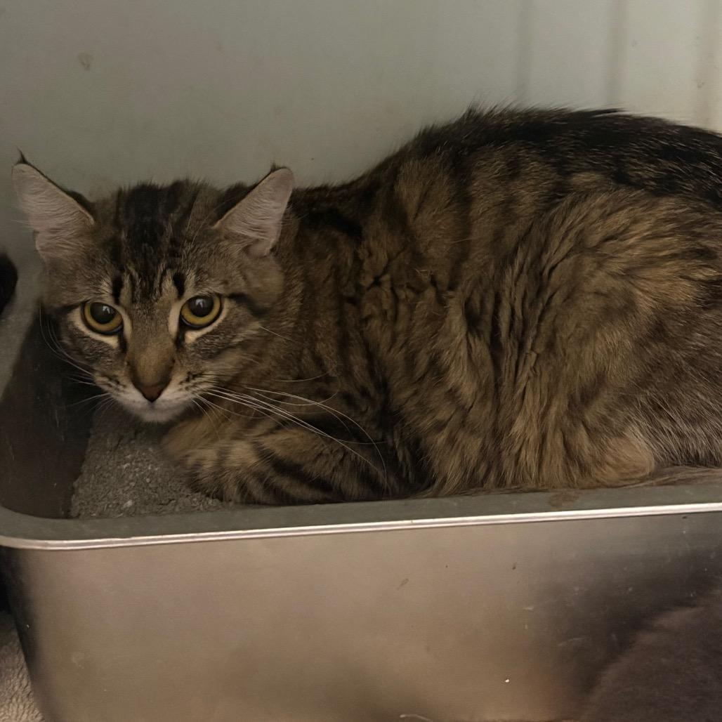 Mattie, ADOPTABLE, Adult Female Maine Coon & Domestic Long Hair.