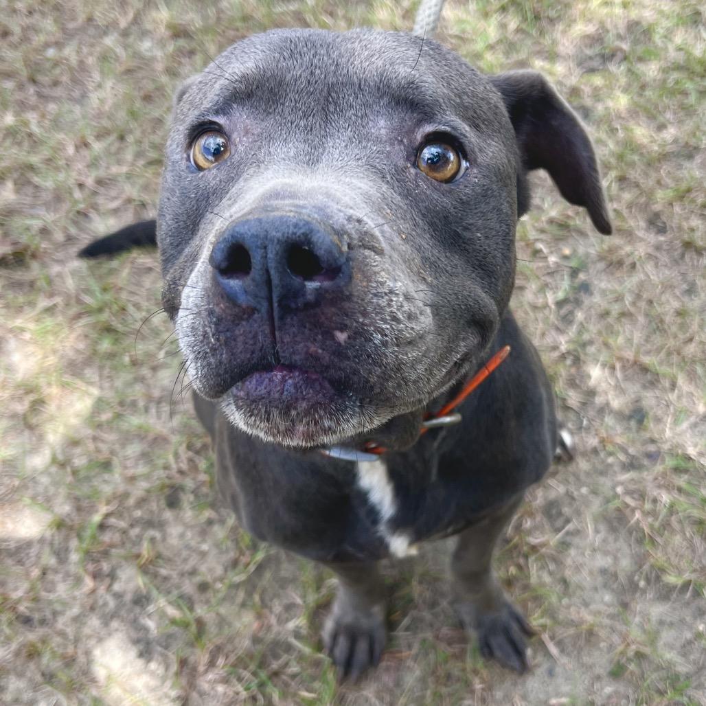 Smoke, Adoptable, Adult Male Mixed Breed.