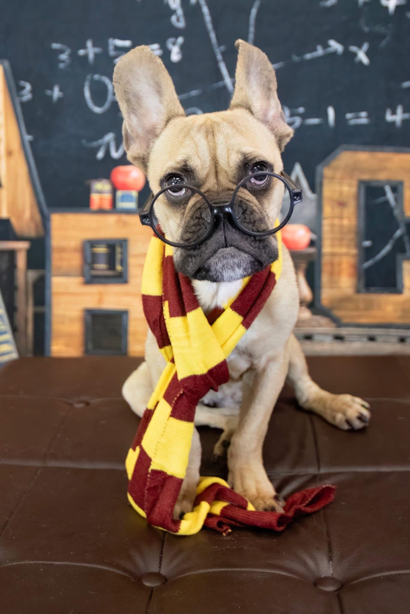 Enlarge Queso, a Adoptable French Bulldog in Mesa, AZ image 1/5
