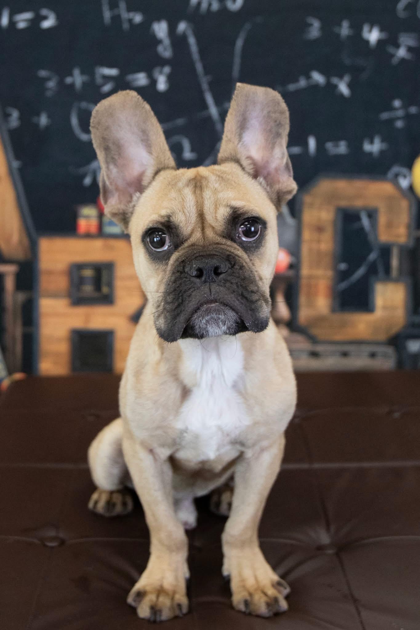 Enlarge Queso, a Adoptable French Bulldog in Mesa, AZ image 2/5
