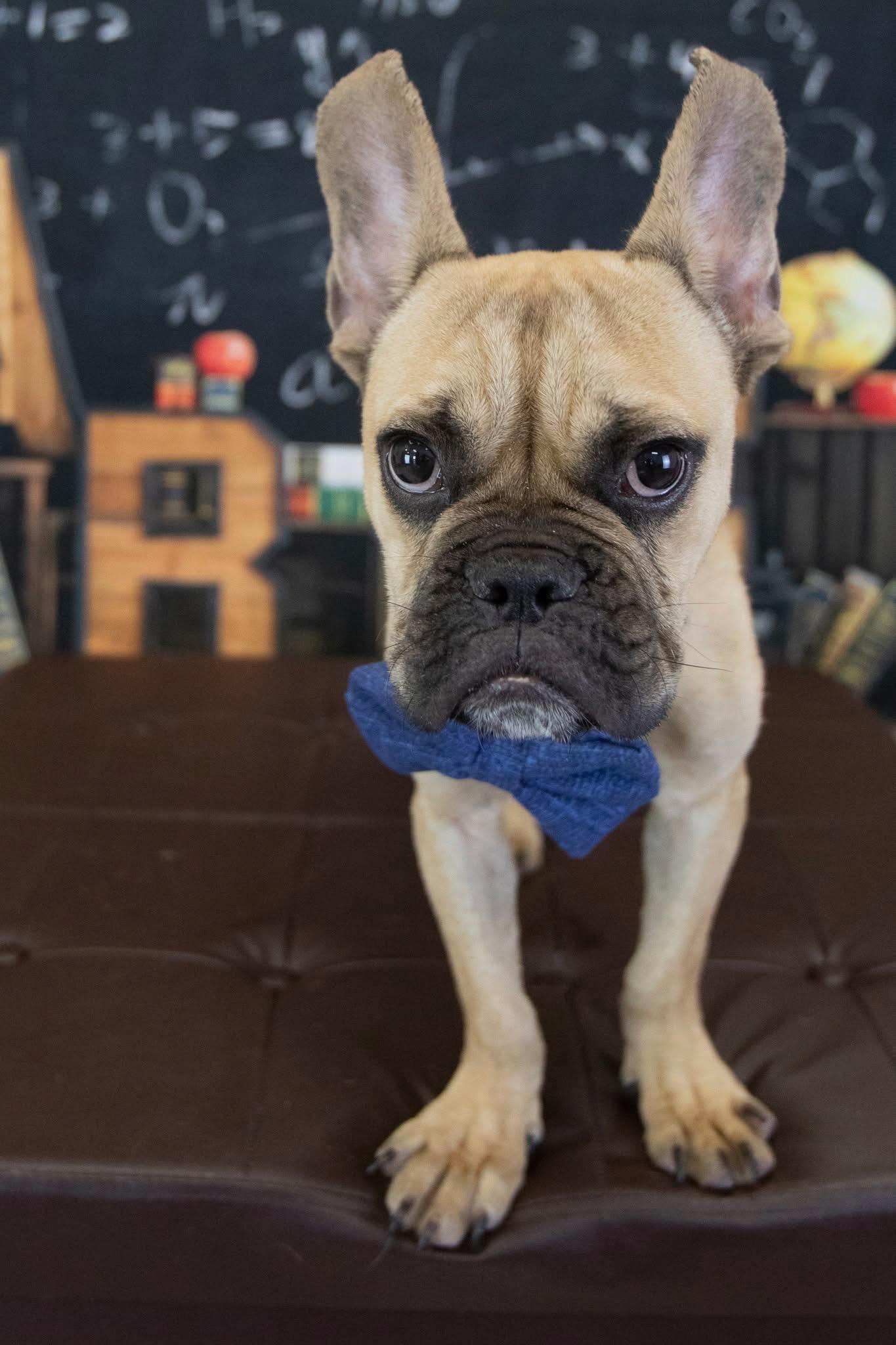 Enlarge Queso, a Adoptable French Bulldog in Mesa, AZ image 3/5