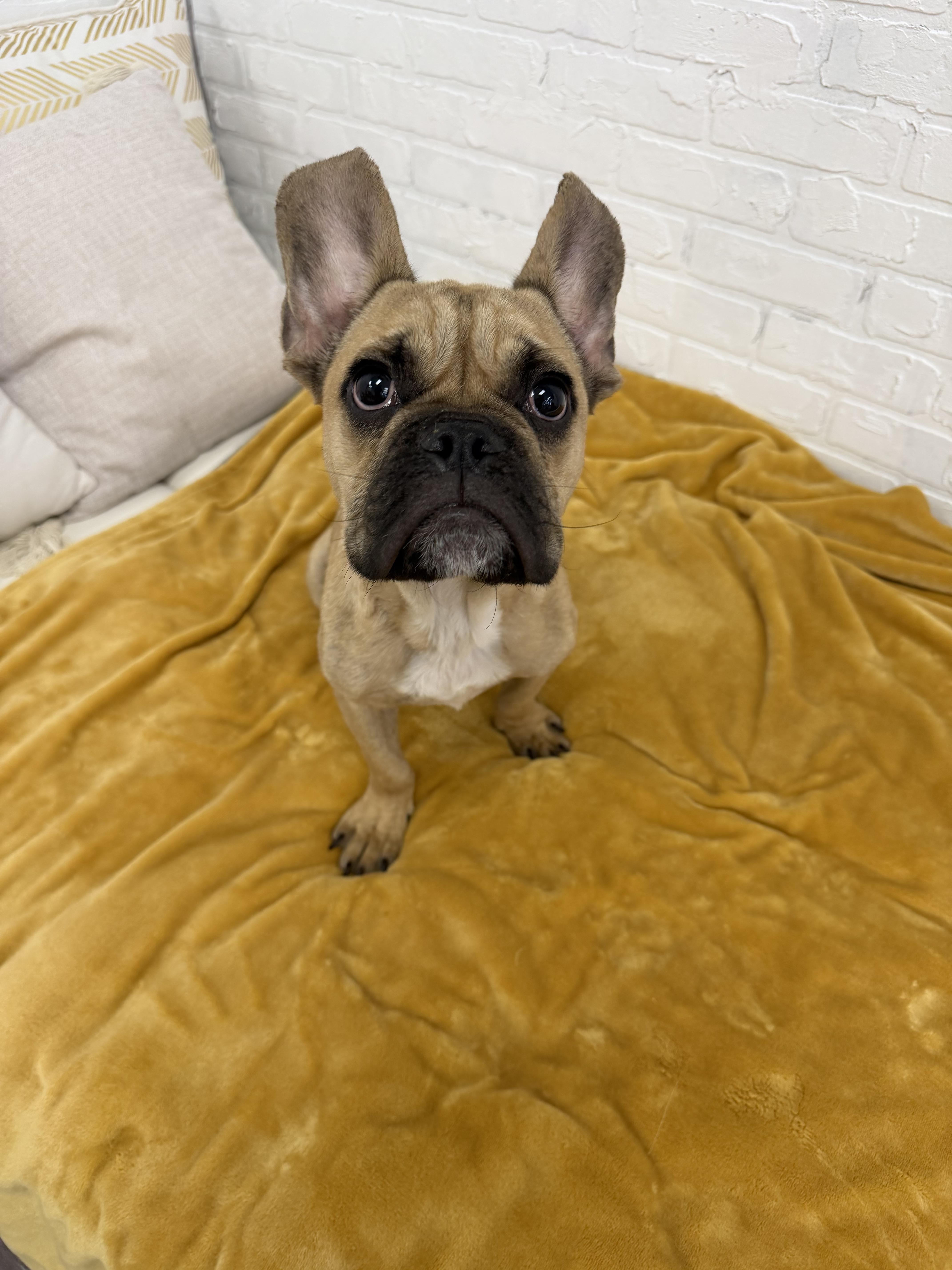 Enlarge Queso, a Adoptable French Bulldog in Mesa, AZ image 4/5