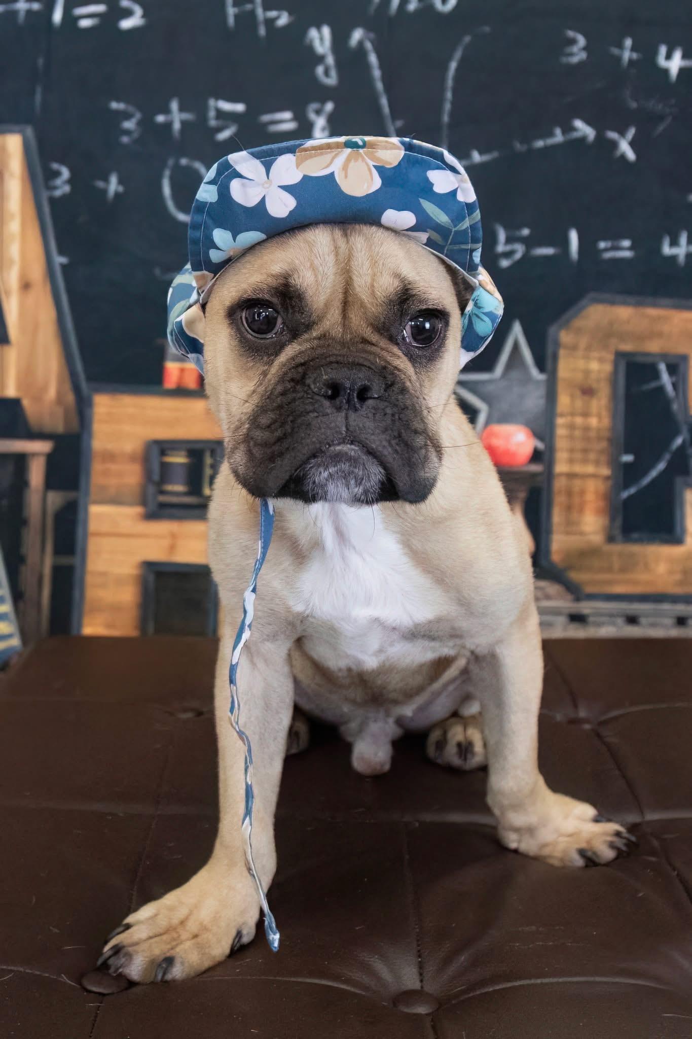 Enlarge Queso, a Adoptable French Bulldog in Mesa, AZ image 5/5