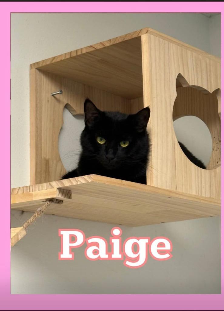 Enlarge Paige, a Adoptable mixed breed in Bossier City, LA image 2/2