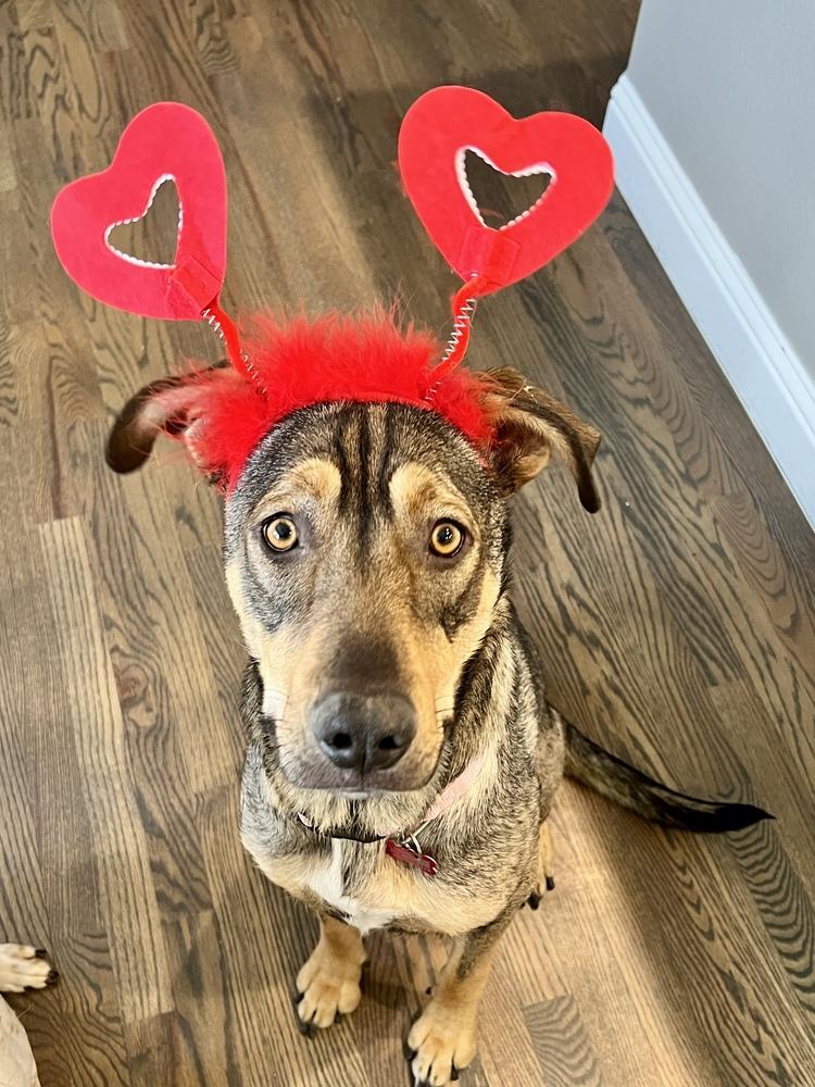 Enlarge MULAN, a Adoptable mixed breed in Broomfield, CO image 1/6