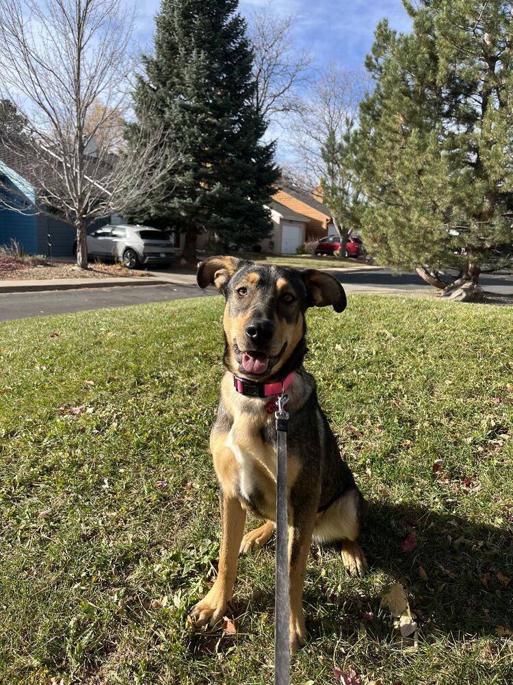 Enlarge MULAN, a Adoptable mixed breed in Broomfield, CO image 2/6