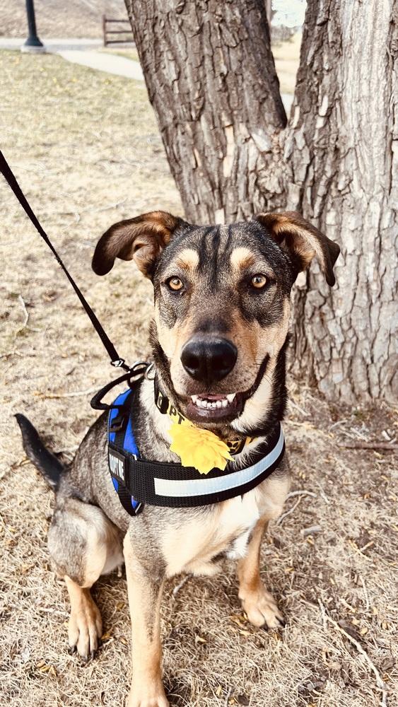 Enlarge MULAN, a Adoptable mixed breed in Broomfield, CO image 3/6