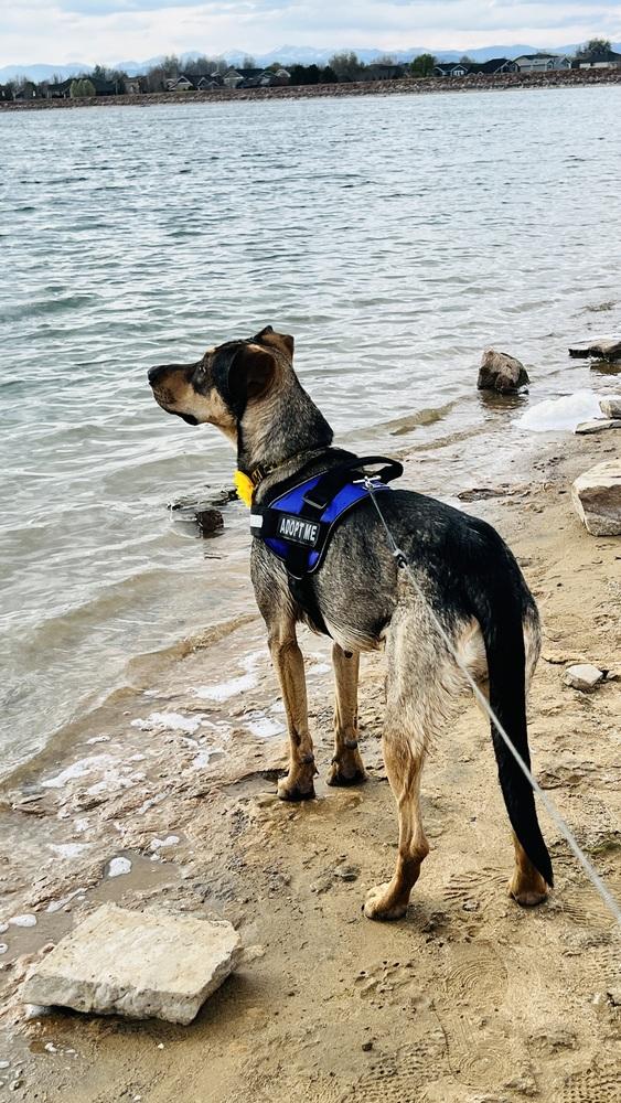 Enlarge MULAN, a Adoptable mixed breed in Broomfield, CO image 4/6