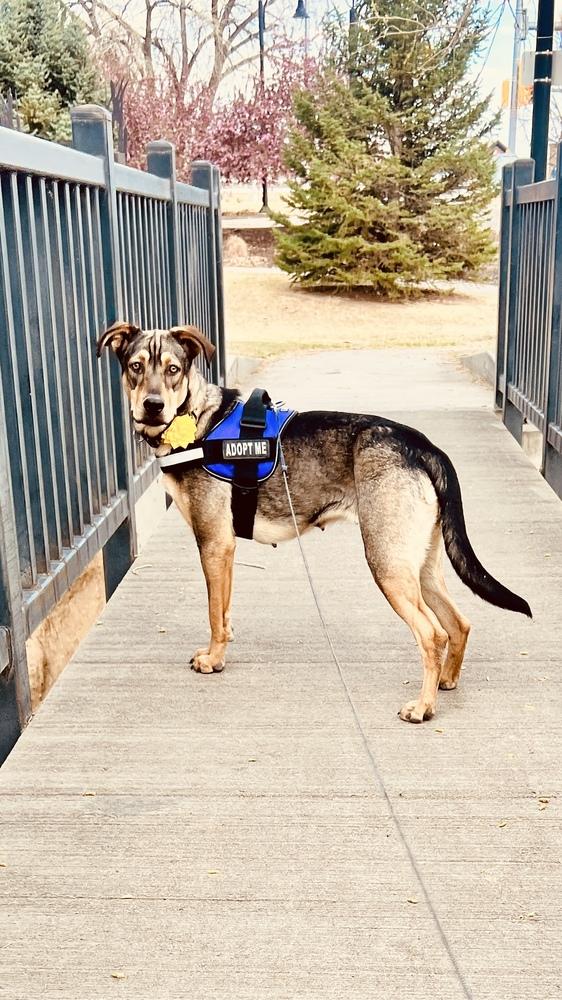 Enlarge MULAN, a Adoptable mixed breed in Broomfield, CO image 5/6