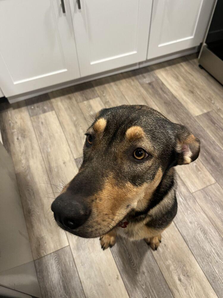 Enlarge MULAN, a Adoptable mixed breed in Broomfield, CO image 6/6