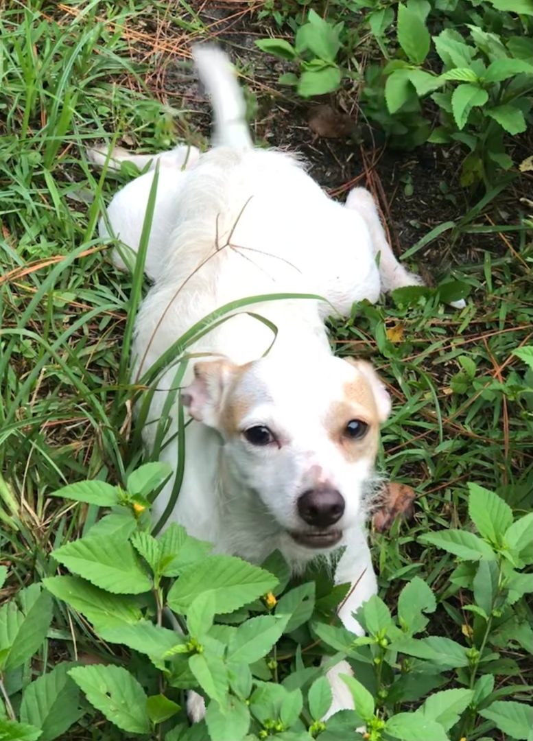 JASPER, Adoptable, Adult Male Jack Russell Terrier.