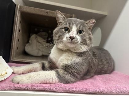 Enlarge Big Mack, a Adoptable Domestic Short Hair in Bensalem, PA image 1/3