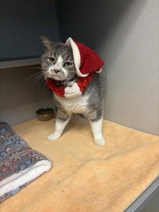 Enlarge Big Mack, a Adoptable Domestic Short Hair in Bensalem, PA image 2/3