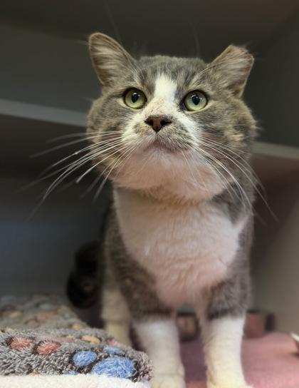 Enlarge Big Mack, a Adoptable Domestic Short Hair in Bensalem, PA image 3/3