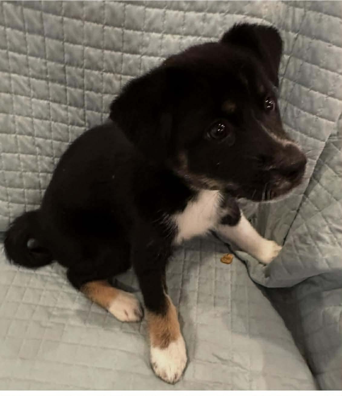 Cayenne, a Adoptable mixed breed in Crystal Lake, IL image 1/4