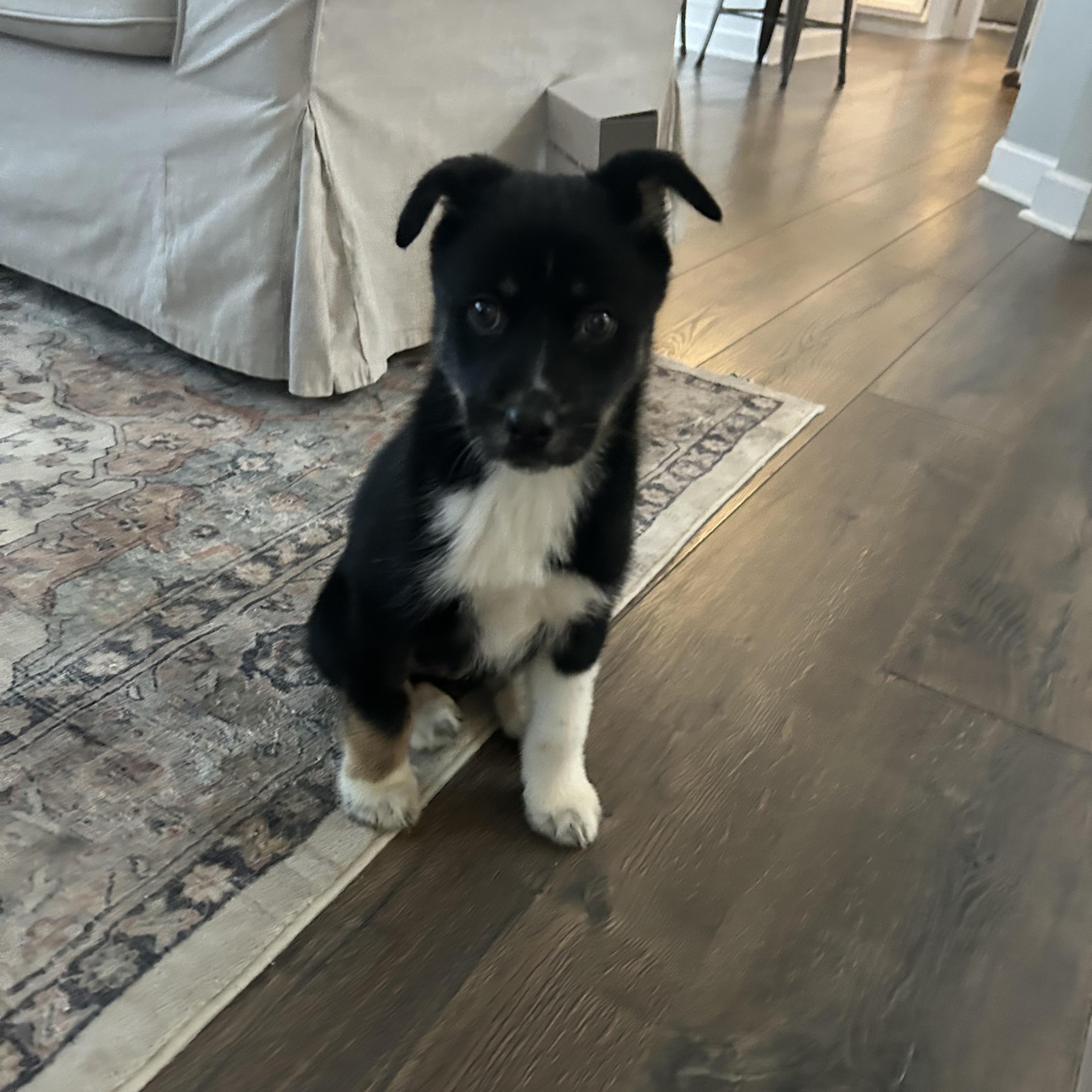 Cayenne, a Adoptable mixed breed in Crystal Lake, IL image 2/4