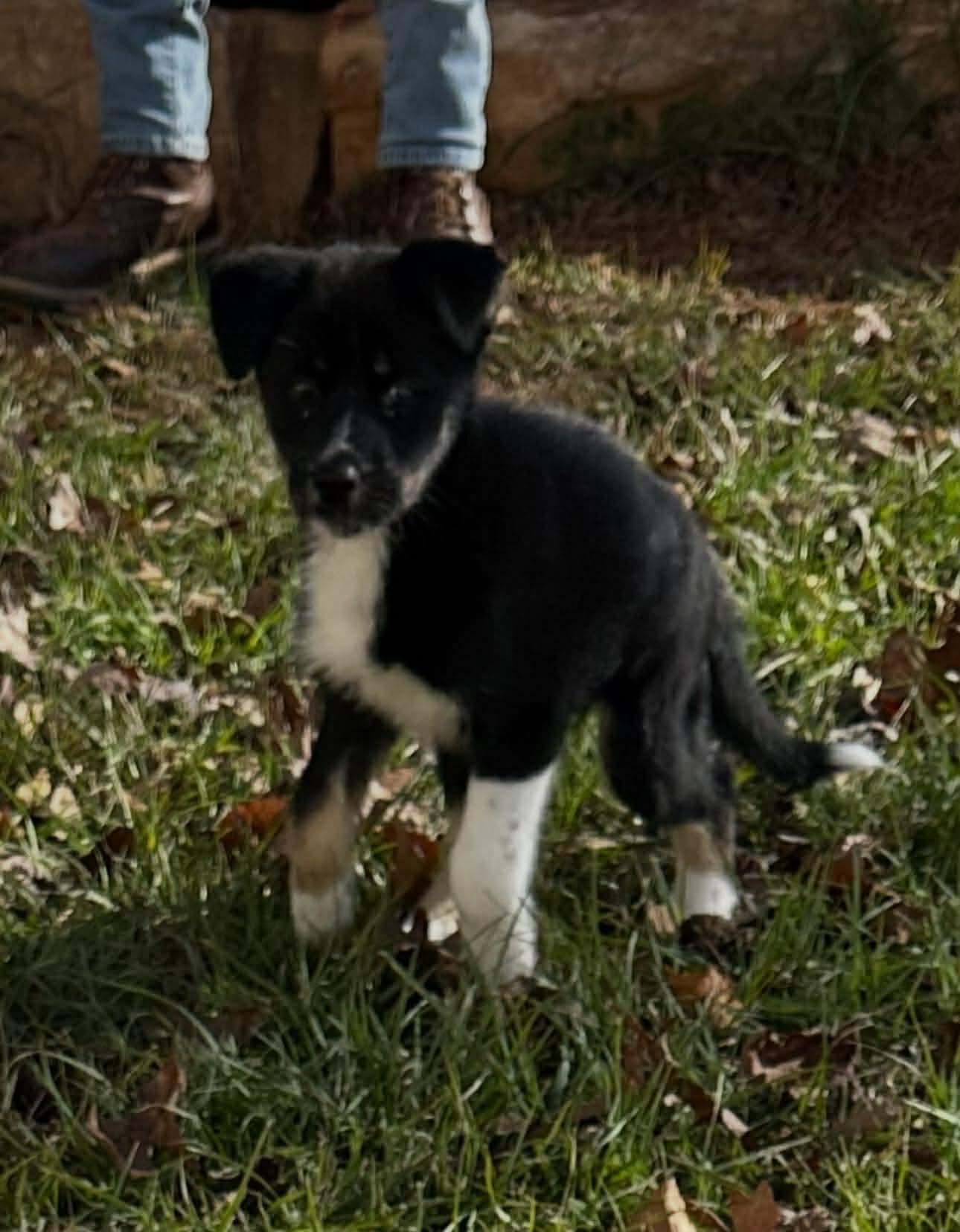 Cayenne, a Adoptable mixed breed in Crystal Lake, IL image 3/4