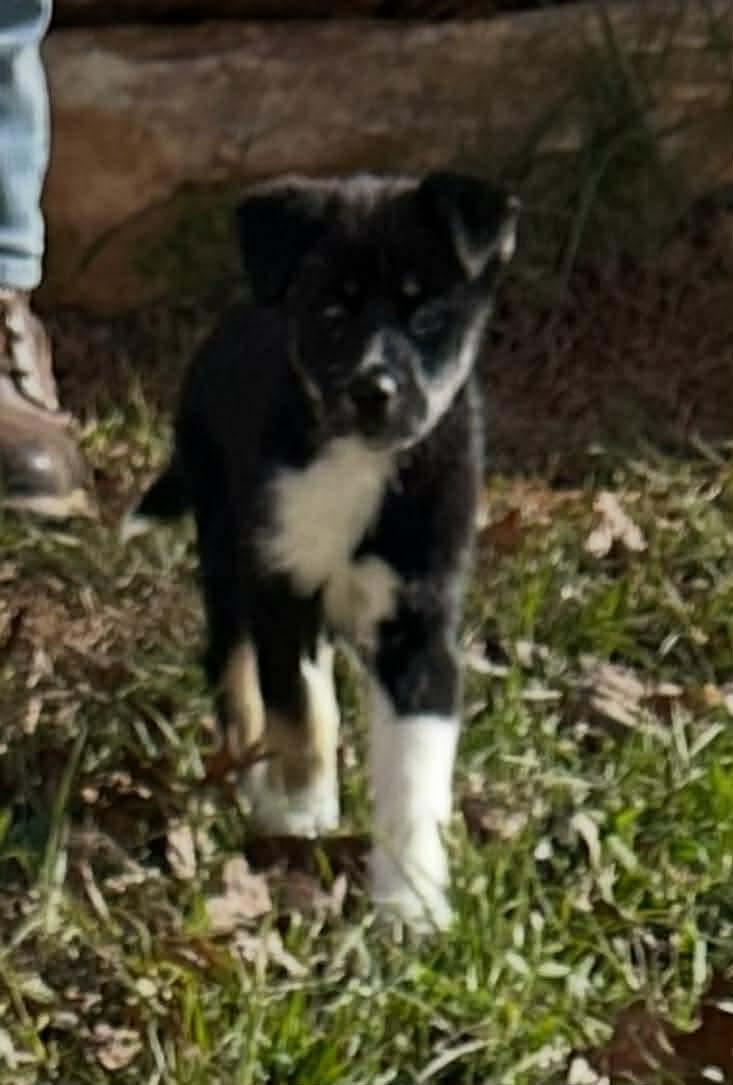 Cayenne, a Adoptable mixed breed in Crystal Lake, IL image 4/4