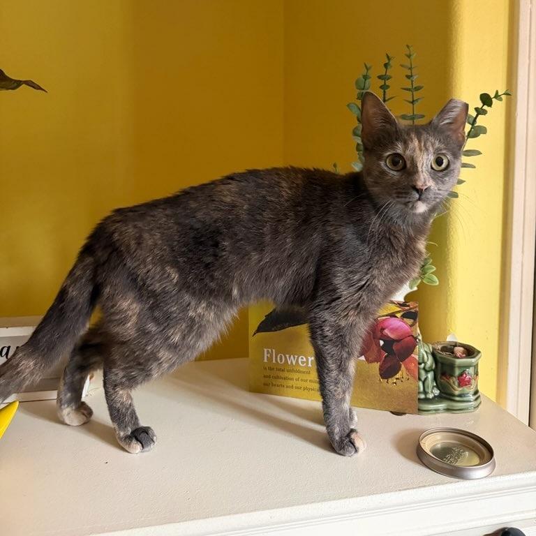Helga, Adoptable, Adult Female Domestic Short Hair.