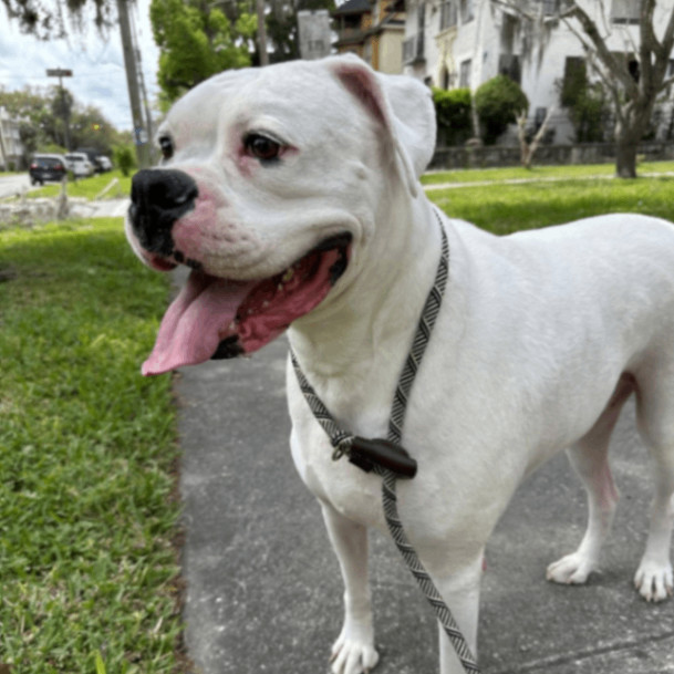 Colt, a Adoptable Boxer in Tallahassee, FL image 2/4