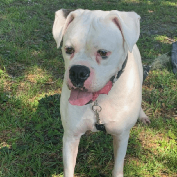 Colt, a Adoptable Boxer in Tallahassee, FL image 3/4