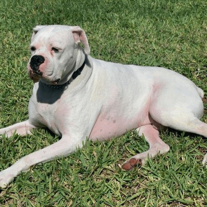 Colt, Adoptable, Adult Male Boxer.