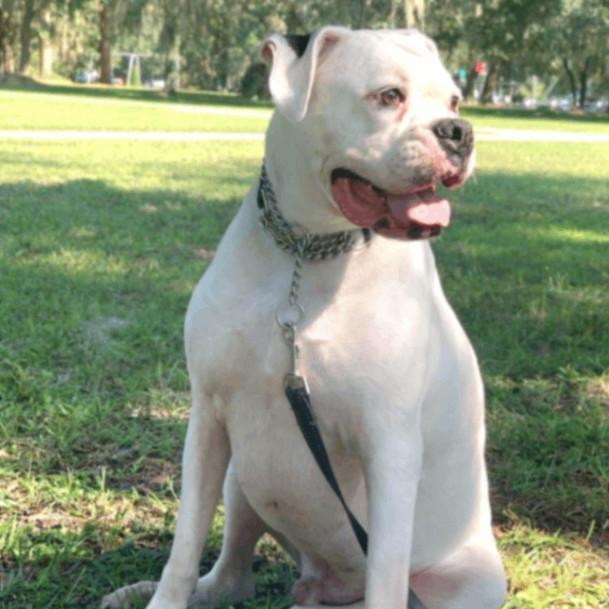Colt, a Adoptable Boxer in Tallahassee, FL image 4/4