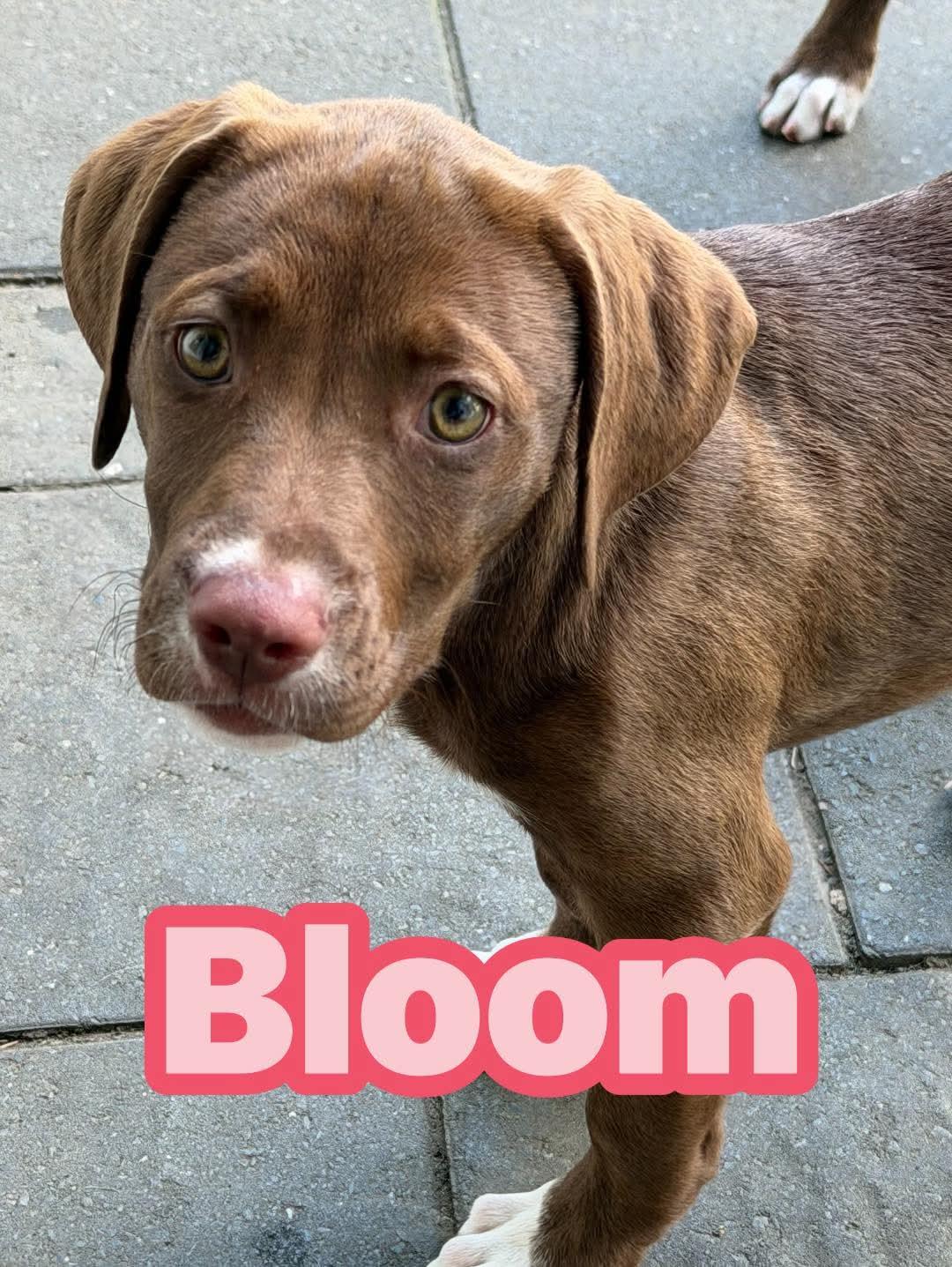Enlarge Bloom, an adopted mixed breed in Toms River, NJ image 1/2